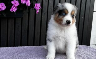 cachorro pastor australiano (2)