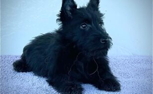 cachorro scottish terrier